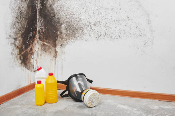 Attic Mold Removal in Maryville, MO