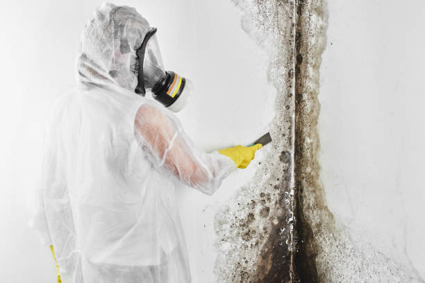 Best Black Mold Removal  in Maryville, MO