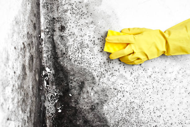 Best Commercial Mold Removal  in Maryville, MO
