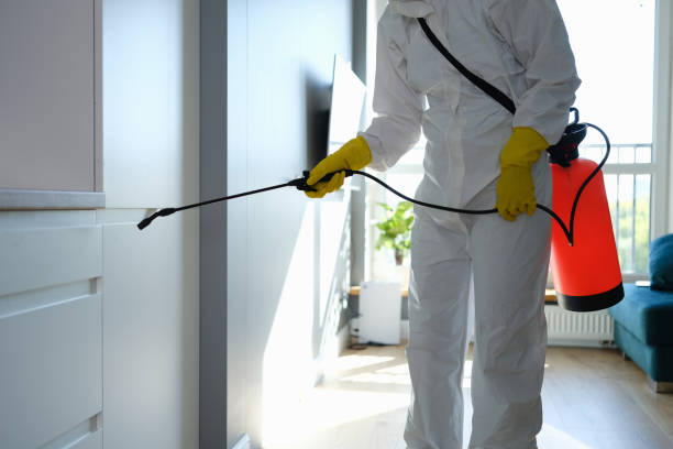 Best Attic Mold Removal  in Maryville, MO