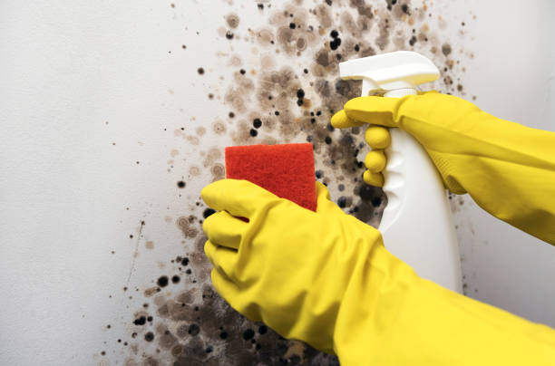 Best Attic Mold Removal  in Maryville, MO