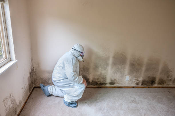 Best Fast Mold Removal  in Maryville, MO