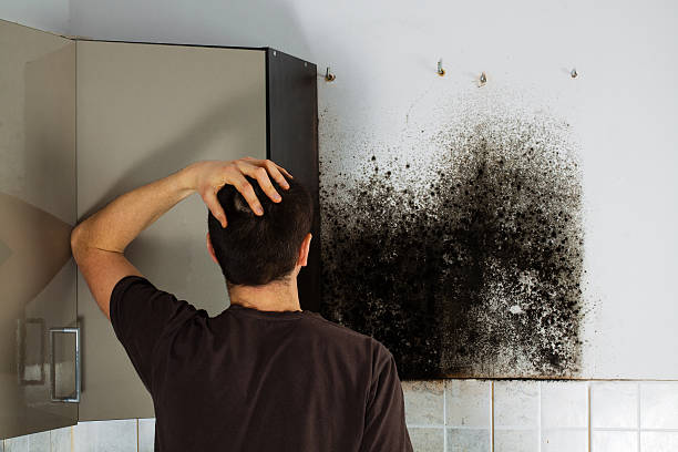 Home Mold Removal in Maryville, MO
