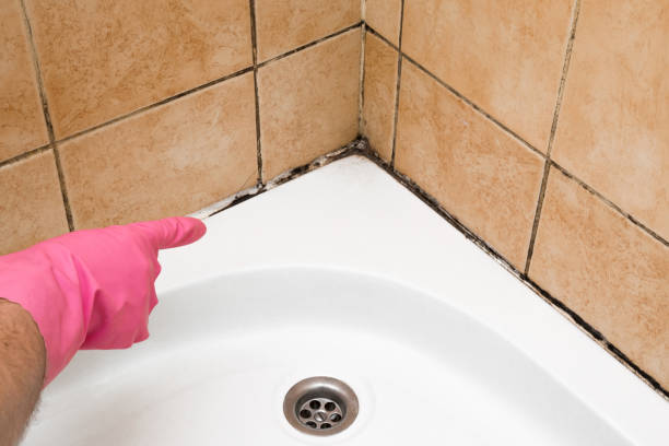 Best Residential Mold Removal  in Maryville, MO